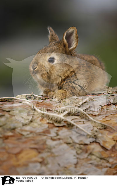 Kaninchenbaby / young rabbit / RR-100095