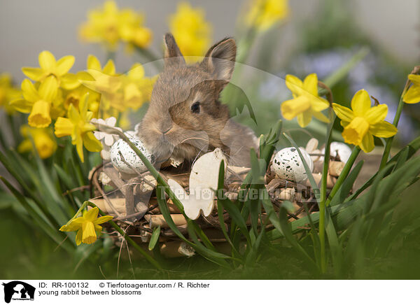 junges Kaninchen zwischen Blmen / young rabbit between blossoms / RR-100132