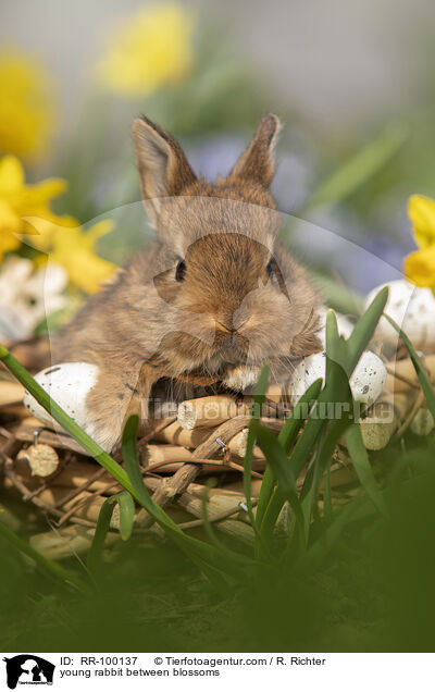 junges Kaninchen zwischen Blmen / young rabbit between blossoms / RR-100137