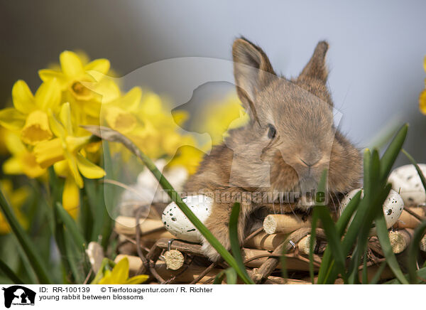 junges Kaninchen zwischen Blmen / young rabbit between blossoms / RR-100139