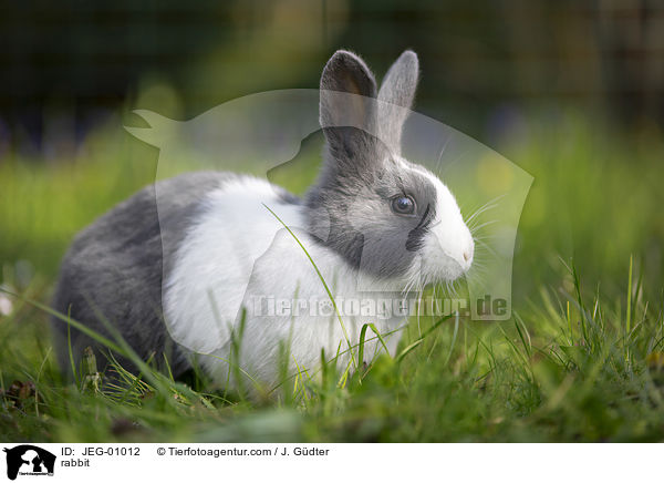 Kaninchen / rabbit / JEG-01012