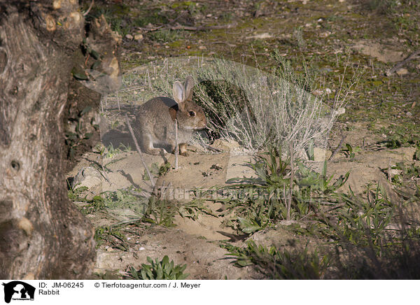 Kaninchen / Rabbit / JM-06245