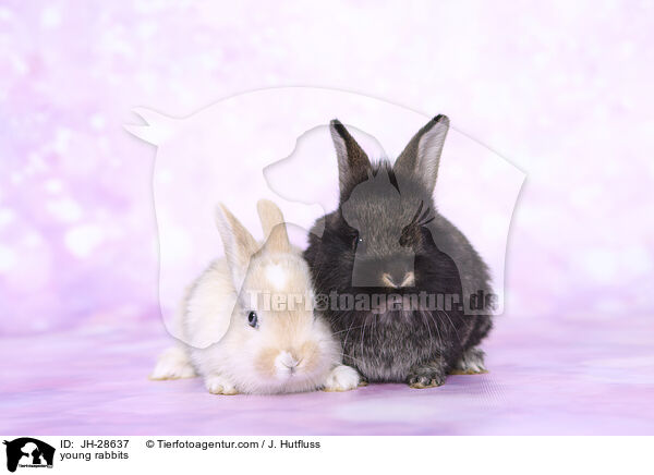Kaninchenbabys / young rabbits / JH-28637