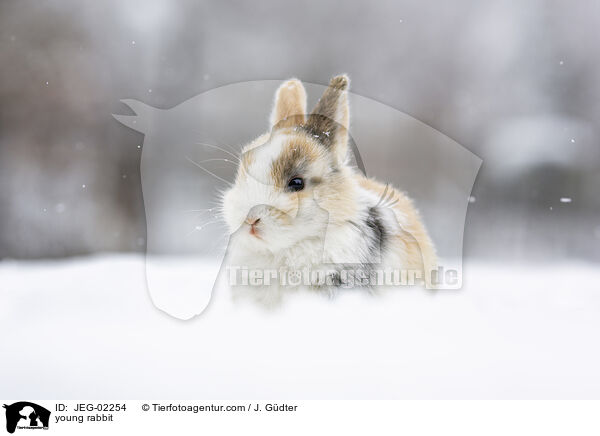 junges Kaninchen / young rabbit / JEG-02254