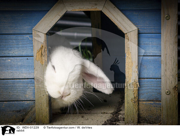 Kaninchen / rabbit / WDV-01229