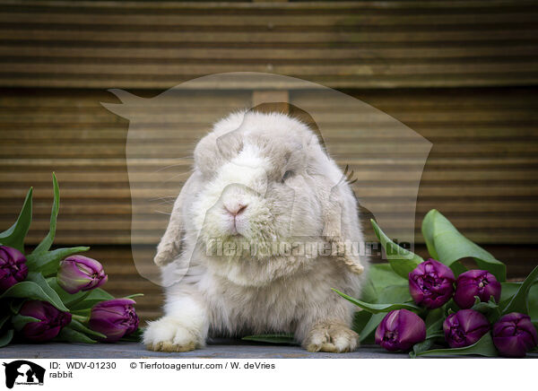 Kaninchen / rabbit / WDV-01230