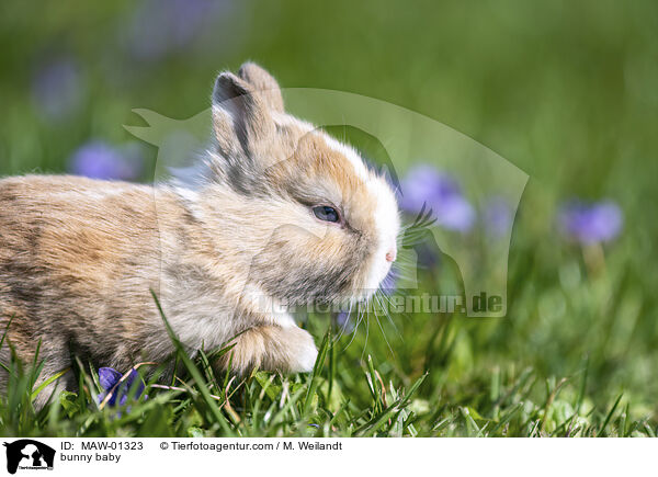 Kaninchen Baby / bunny baby / MAW-01323