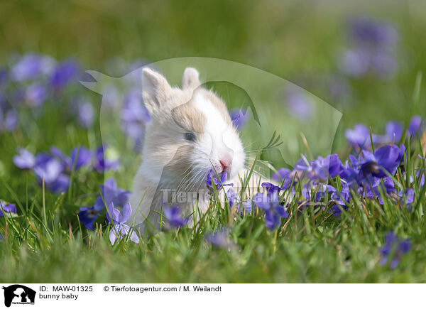 Kaninchen Baby / bunny baby / MAW-01325