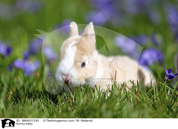 Kaninchen Baby / bunny baby / MAW-01330