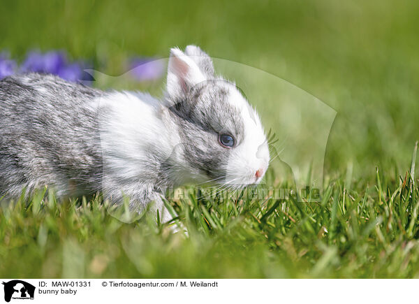 Kaninchen Baby / bunny baby / MAW-01331