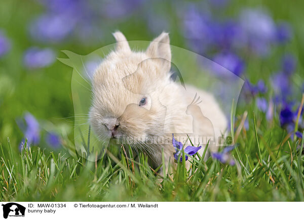 Kaninchen Baby / bunny baby / MAW-01334