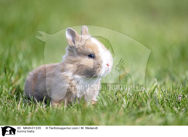 Kaninchen Baby / bunny baby / MAW-01335