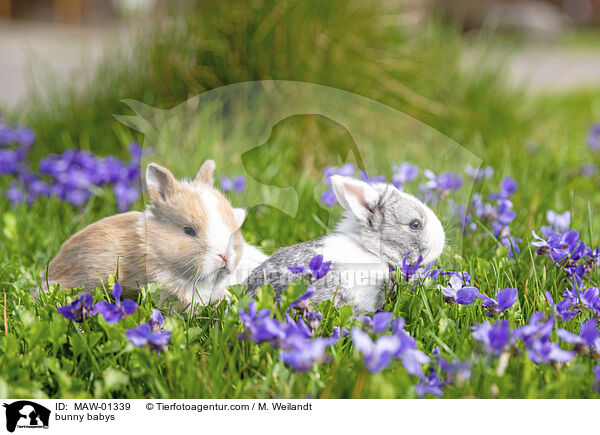 Kaninchen Babies / bunny babys / MAW-01339