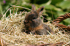 young rabbit