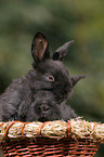 young bunnies in the basket