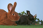 rabbits