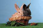 rabbits in a basket