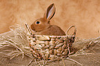 bunny in basket