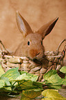 bunny in basket