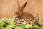 bunny in basket