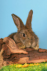 brown bunny