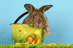 brown bunny in bucket