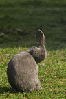 rabbit