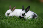 young bunnys