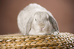 lop-eared rabbit