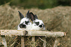 rabbit babies