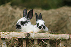 rabbit babies