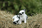 rabbit babies