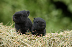 rabbit babies