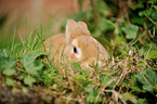 rabbit