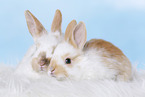 2 young rabbits