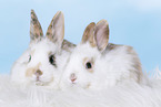 2 young rabbits