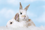 2 young rabbits