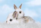 2 young rabbits