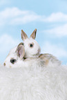 2 young rabbits