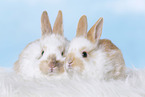 2 young rabbits