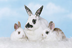 rabbits