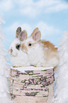 2 young rabbits