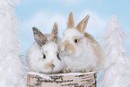 2 young rabbits