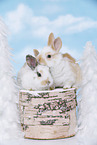 2 young rabbits