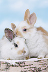 2 young rabbits