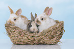 3 young rabbits