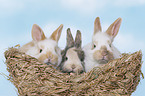 3 young rabbits