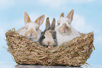 3 young rabbits