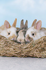 3 young rabbits