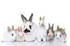 rabbits